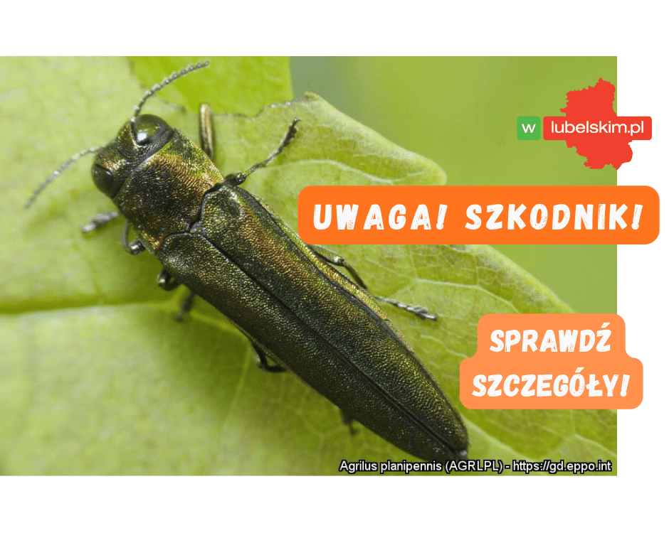 Groźny szkodnik jesionów blisko Polski