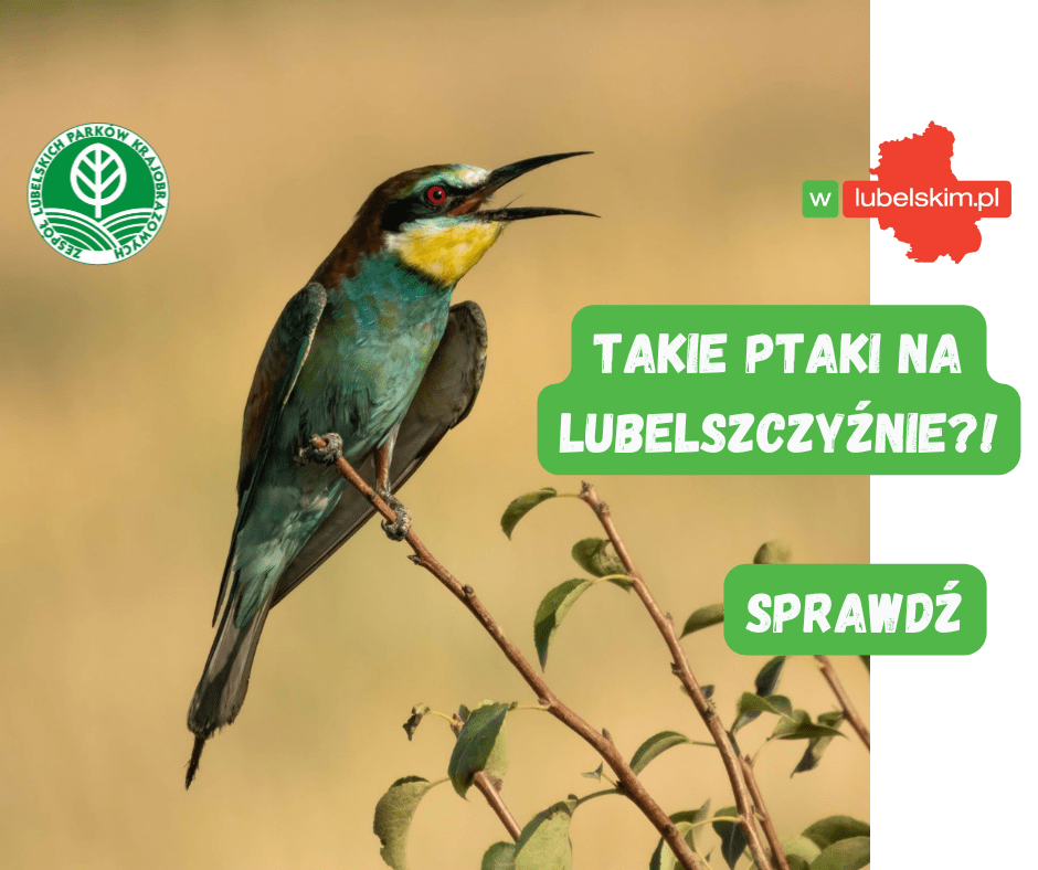Żołna coraz lepiej poznana w lubelskich parkach