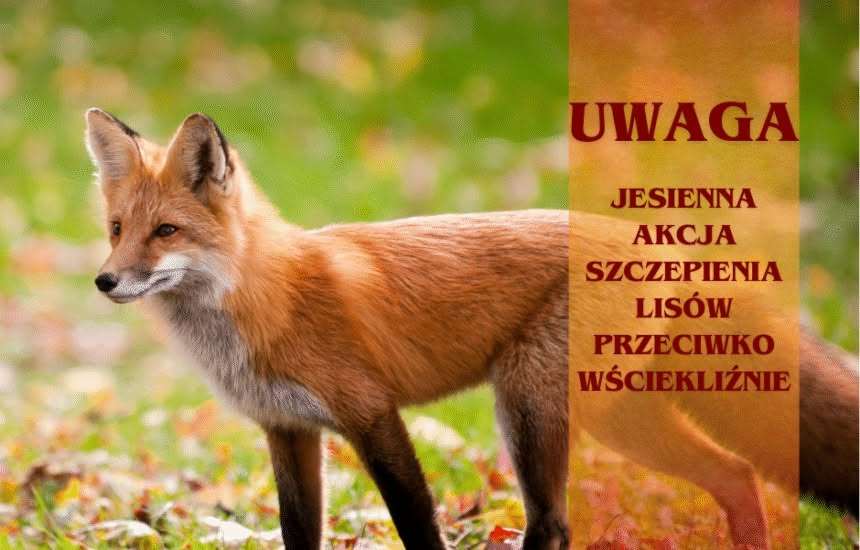 Szczepienie lisów w Lubelskim. Ważny komunikat dla mieszkańców