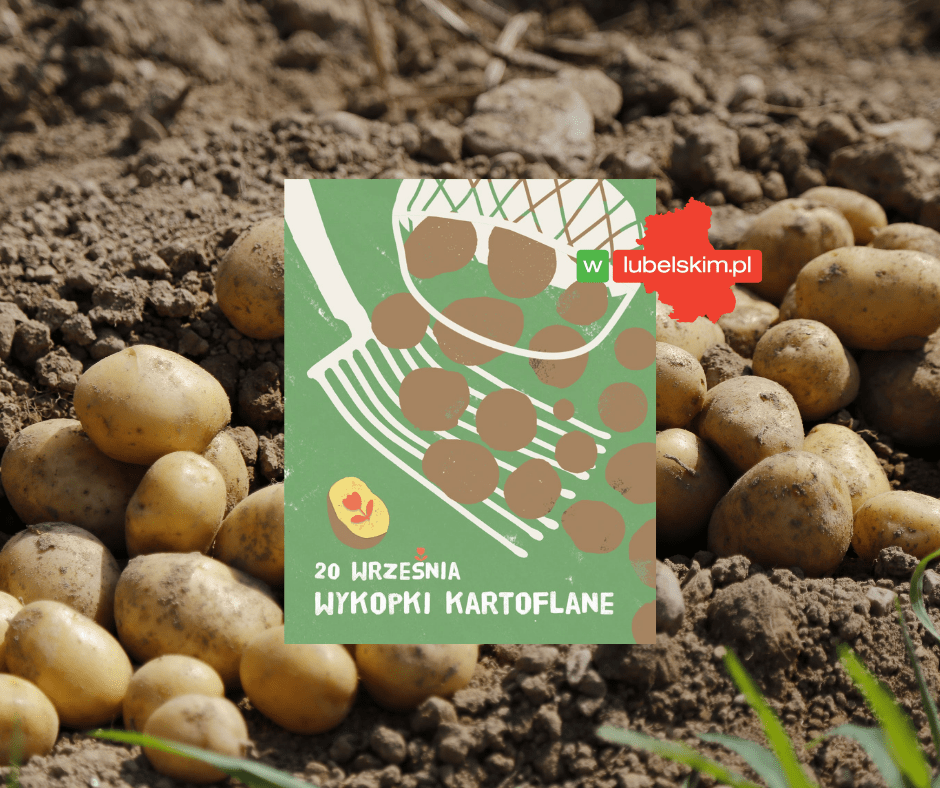 Wykopki kartoflane w lubelskim skansenie. Będzie ognisko