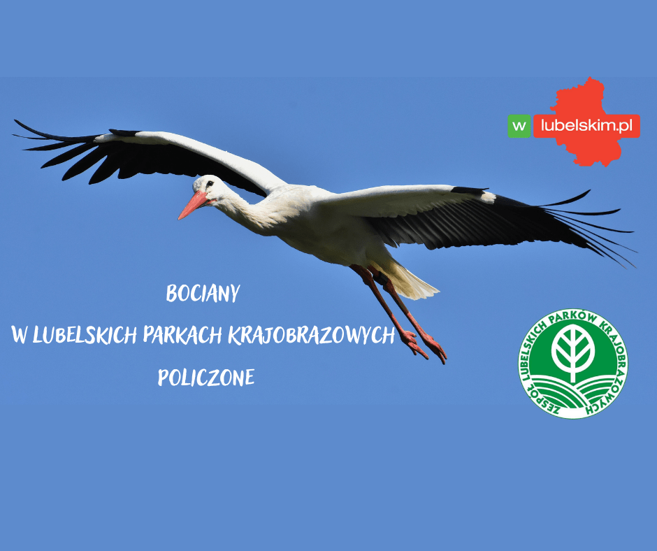 ZLPK policzył bociany. Tysiące młodych w Lubelskiem