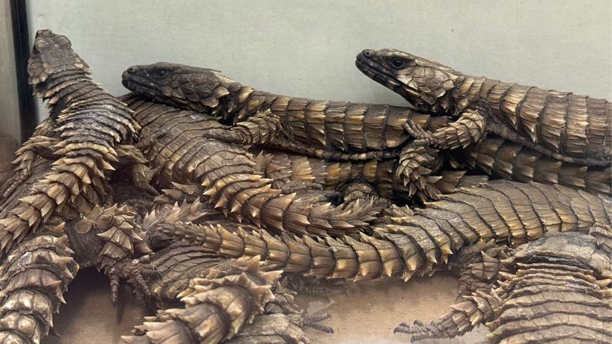 41 żywych jaszczurek w ciężarówce z Białorusi. KAS udaremniła przemyt